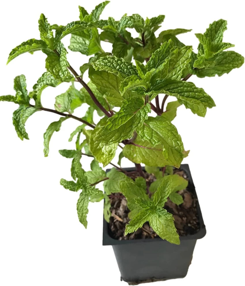 Mint (Mentha)