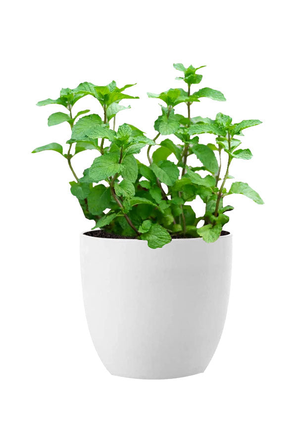 Herbal Plant Combo