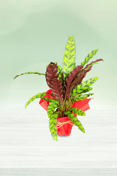 Moments Of Joy Colorful Indoor Plant Set