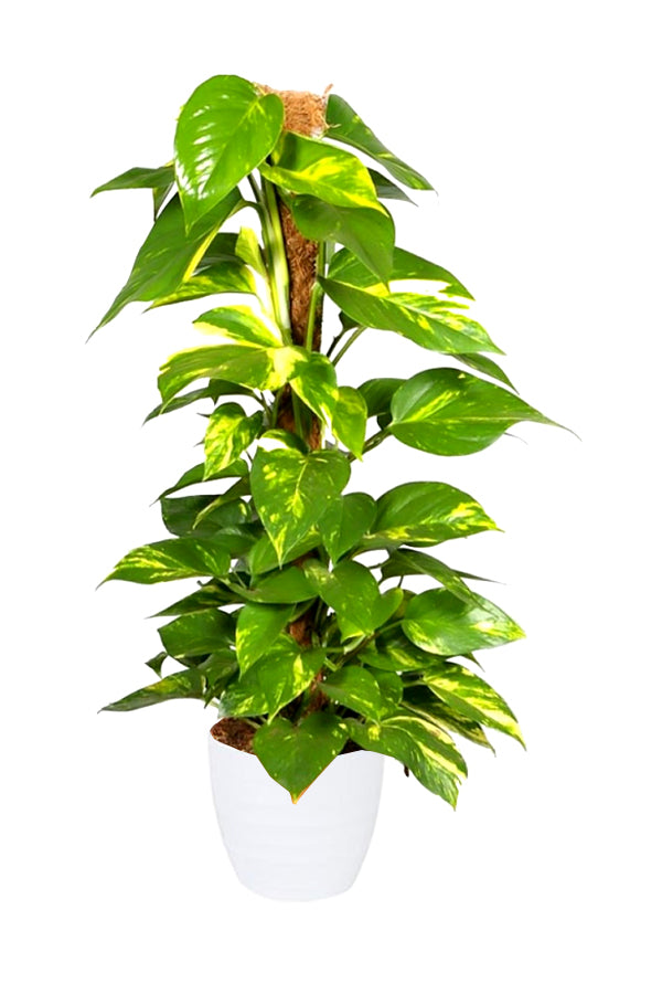 Money Plant (Epipremnum Aureum) – Air-Purifying Plant