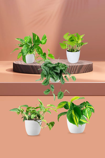 Money Plants Combo in Hanging Baskets