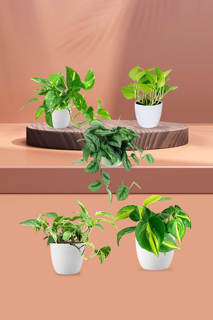 Money Plants Combo in Hanging Baskets