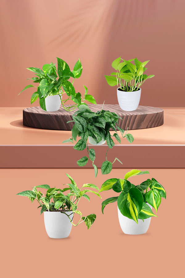 Money Plants Combo in Hanging Baskets