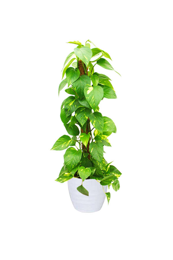 Low Light Indoor Plants Pack