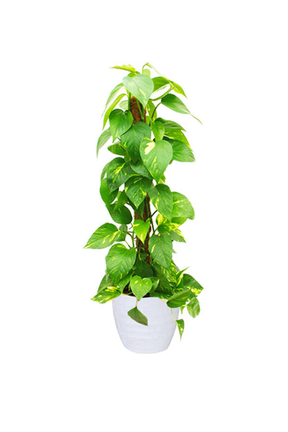 Top Tall Indoor Plants Pack