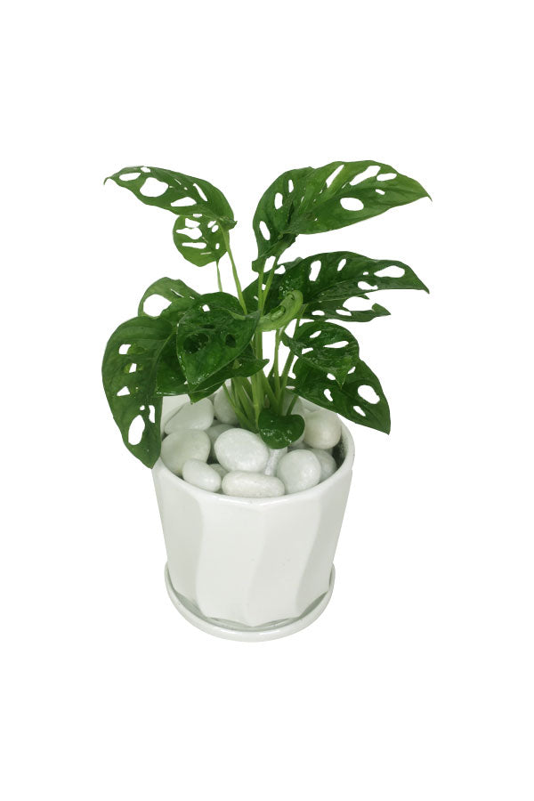 Monstera Obliqua (Swiss Cheese Vine) - Air Purifying Indoor Plant