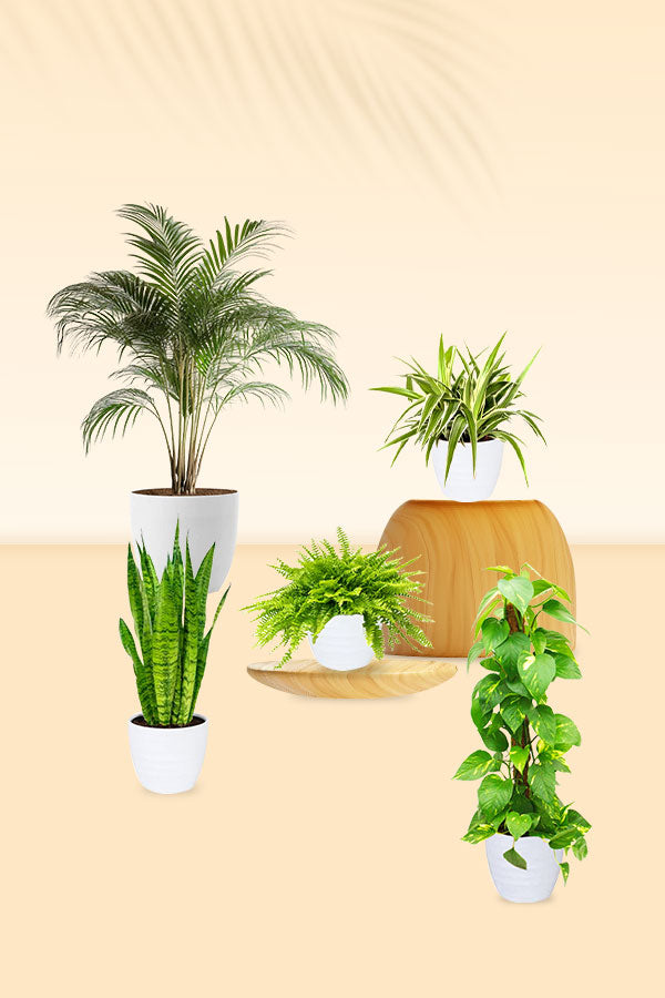 NASA-Approved 5 Oxygen Boosting Plants