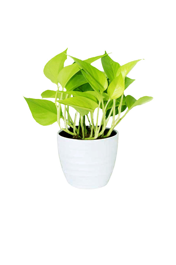 Neon Pothos (Epipremnum Aureum) - Air Purifying Indoor Plant