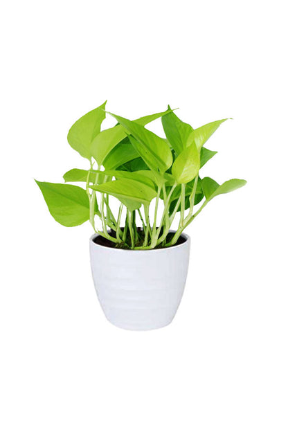 Water Plants Set Pack