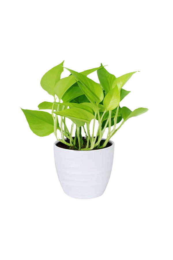 Water Plants Set Pack