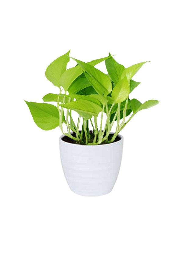 Money Plants Combo in Hanging Baskets
