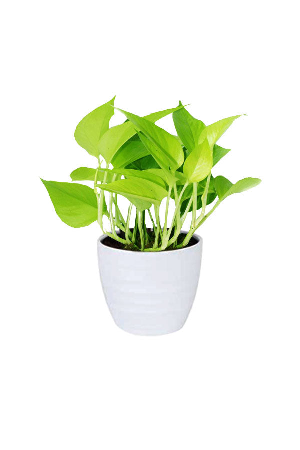 Green Luxe - Harmony Package