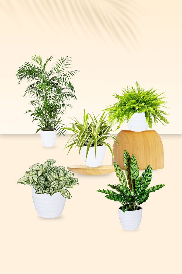 Non-Toxic Indoor Plants Pack