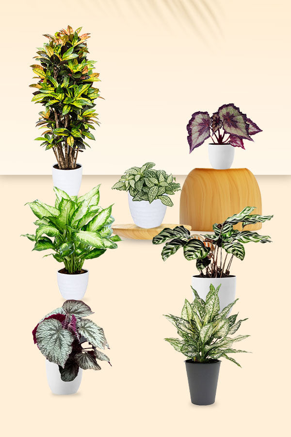 Colorful Foliage Indoor Plants Pack