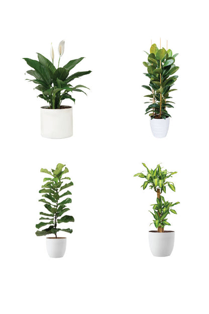 Greensphere - Corporate  Package