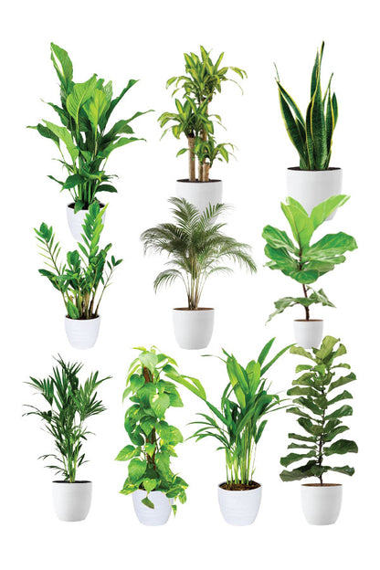 Greensphere - Corporate  Package