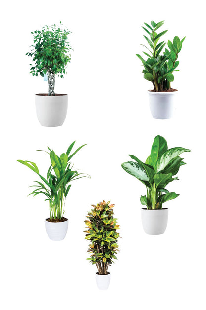 Greensphere - Corporate  Package