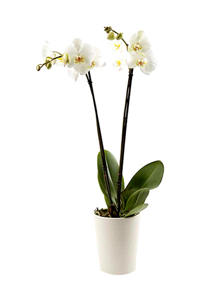 A Phalaenopsis Orchid in full bloom, showcasing its vibrant pink flowers in a decorative pot on a windowsill, brightening up the indoor space.