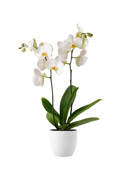 Greensphere - Corporate  Package