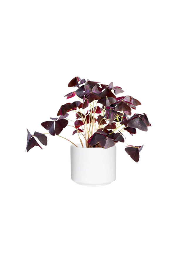 Oxalis Triangularis (False Shamrock) - Beautiful Indoor Plant