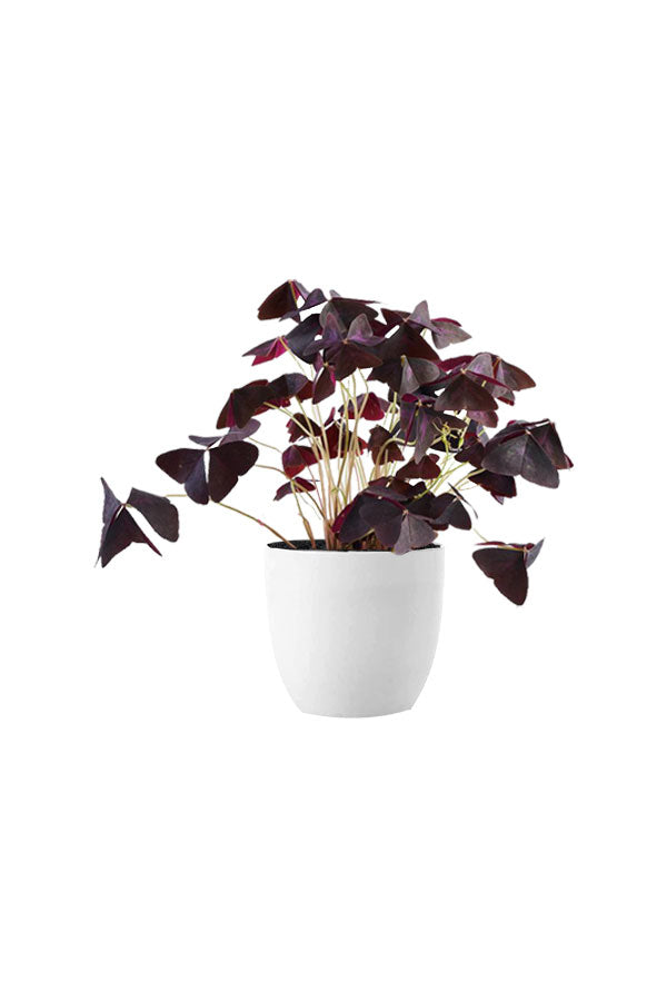 Table Top Lucky Plants