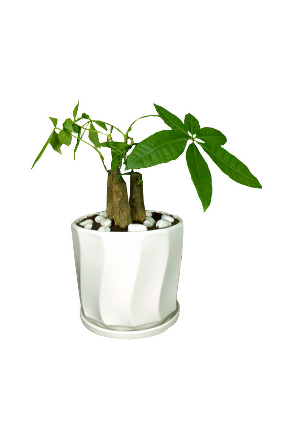 Pachira  Mini (Mini Money Tree) - Indoor Tree Plant