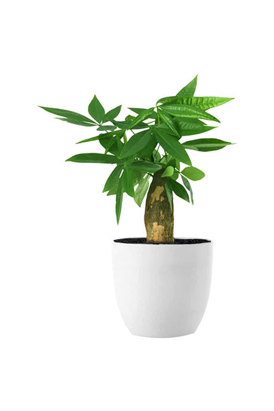 Low Light Indoor Plants Pack