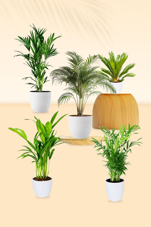Palm Combos