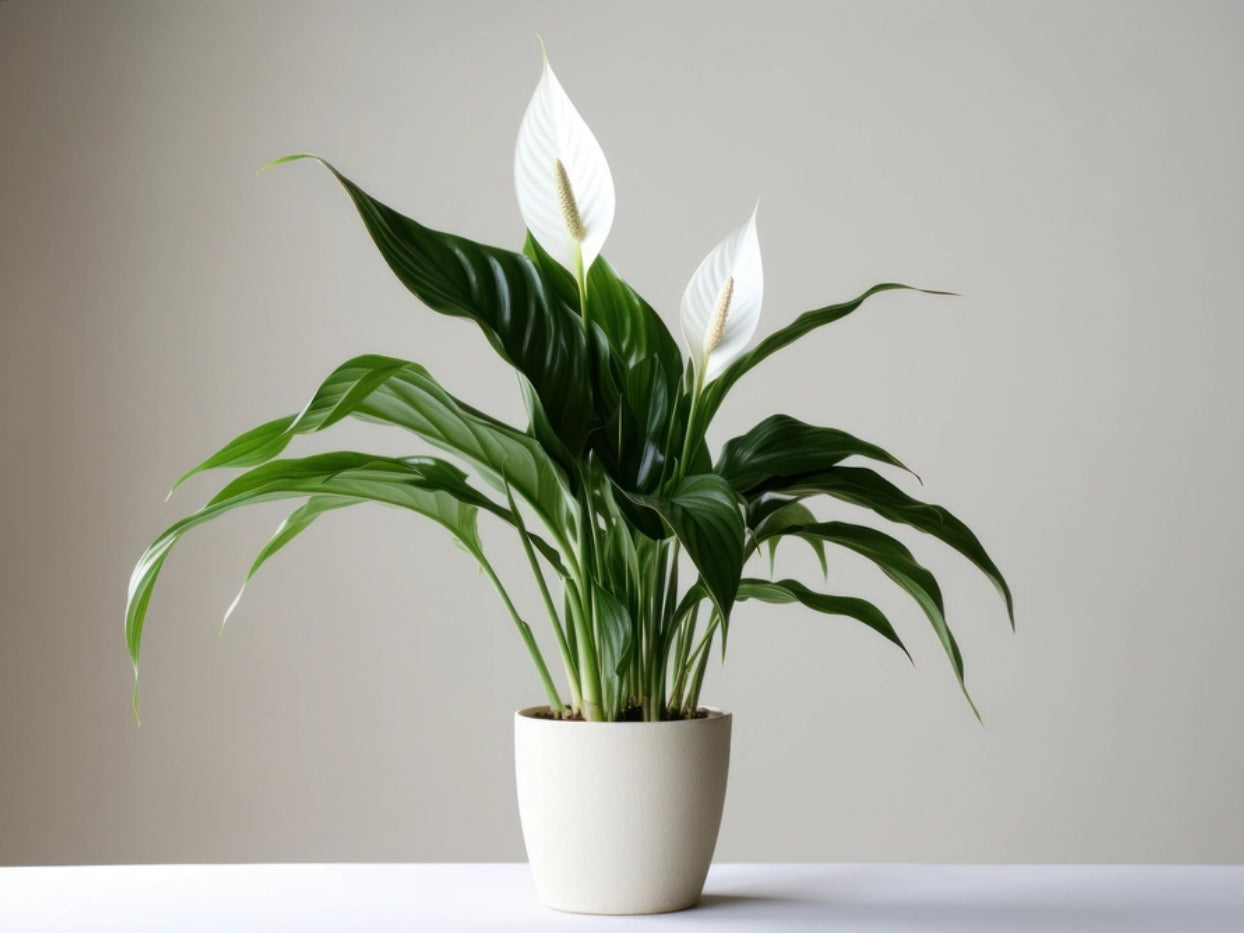 Peace Lily (Spathiphyllum)