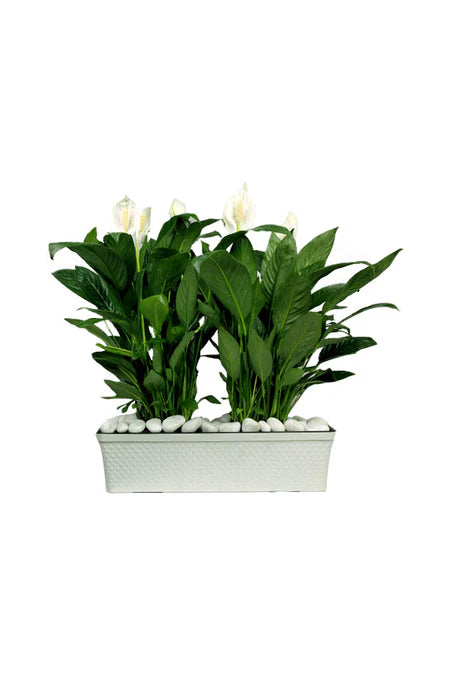 Peace Lily (Spathiphyllum) – Air-Purifying Indoor Plant