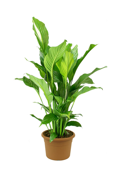 Spathiphyllum - Indoor Peace Lilly Plant