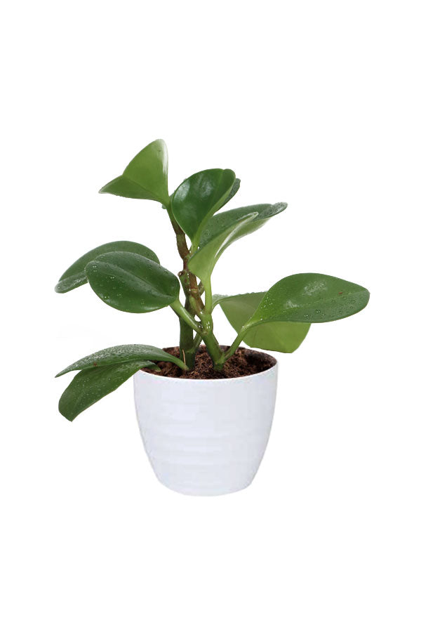 Peperomia Obtusifolia - - Air Purifying Indoor Plant