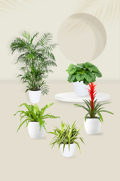 Pet Safe Mini Jungle Pack