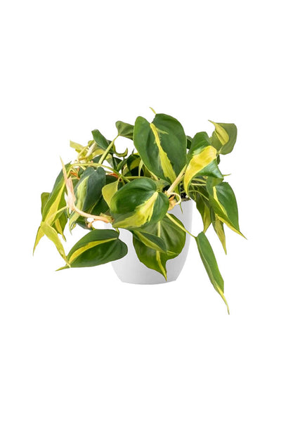Low Light Indoor Plants Pack