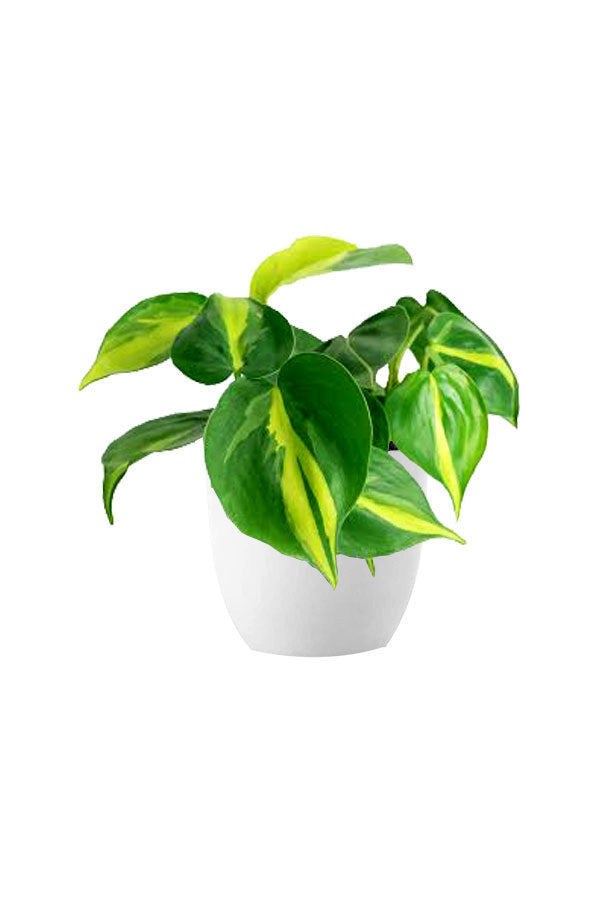 Money Plants Combo in Hanging Baskets