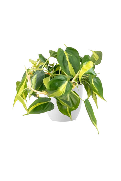 Low Light Indoor Plants Pack