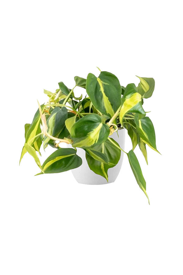 Low Light Indoor Plants Pack