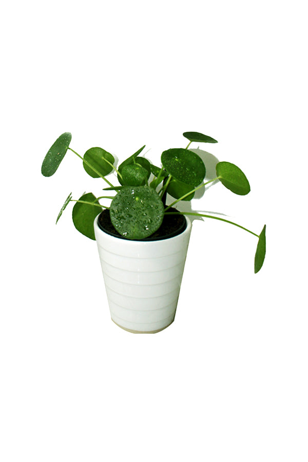 Pilea Peperomioides-Chinese Money Plant - Air Purifying Indoor Plant