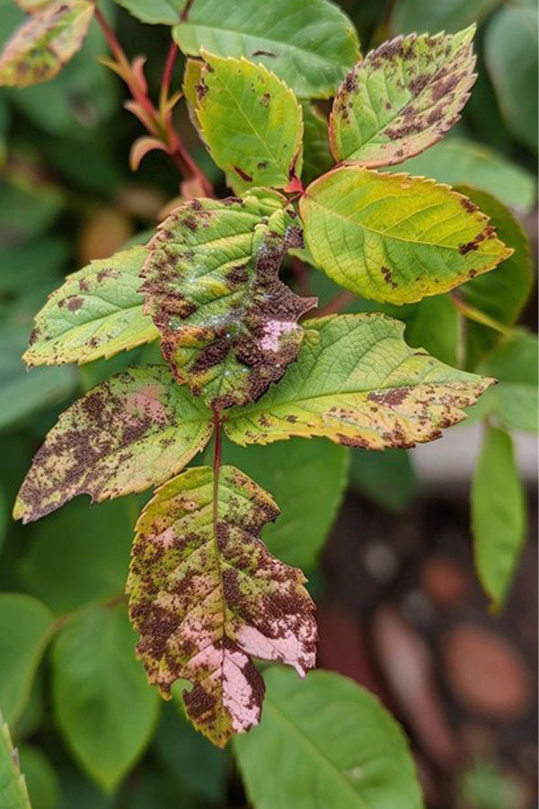 Plant Disease Diagnosis Kits