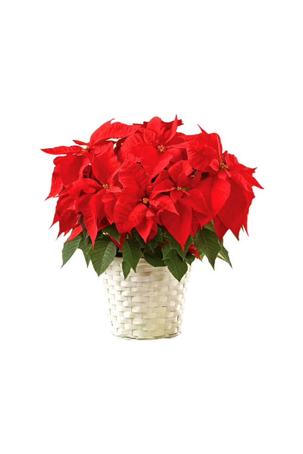 Christmas Joy Poinsettia