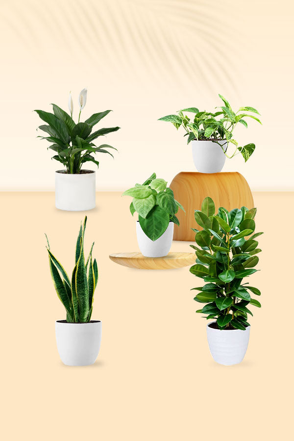 Pollution Killer Indoor Plants Pack