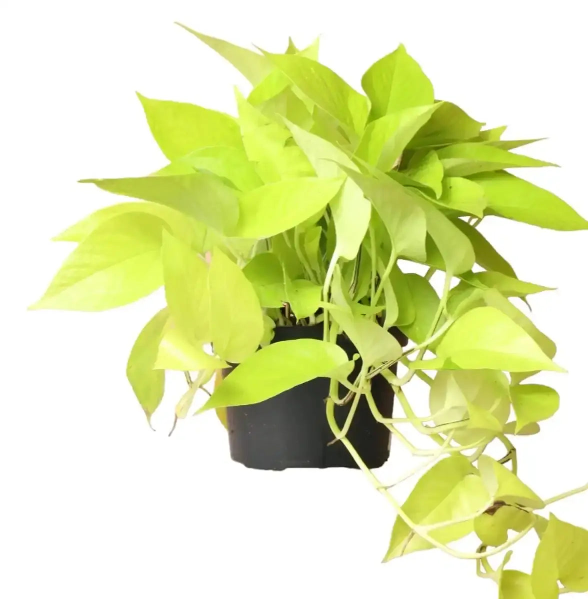 Pothos (Epipremnum aureum)