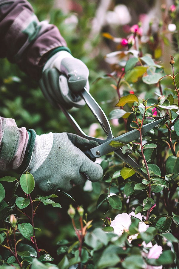 Pruning and Trimming Service
