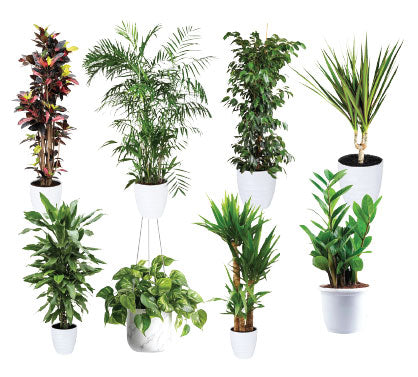 Green Fit - Gym Packages