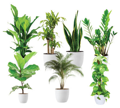 Greensphere - Corporate  Package