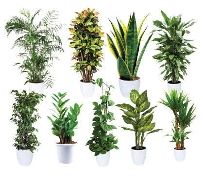 Green Scholars - Education Package