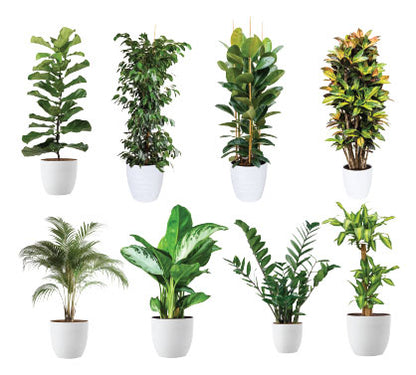 Green Aura - Spa Package