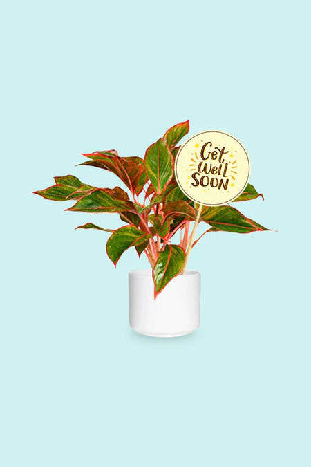 Recover with Greenery Get Well Soon Gifts featuring various green plants in eco-friendly planters for recovery and positive energy.