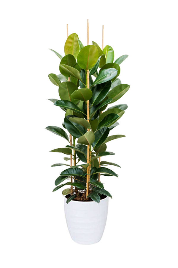 Rubber Plant in a modern corporate office – stylish air-purifying indoor plant