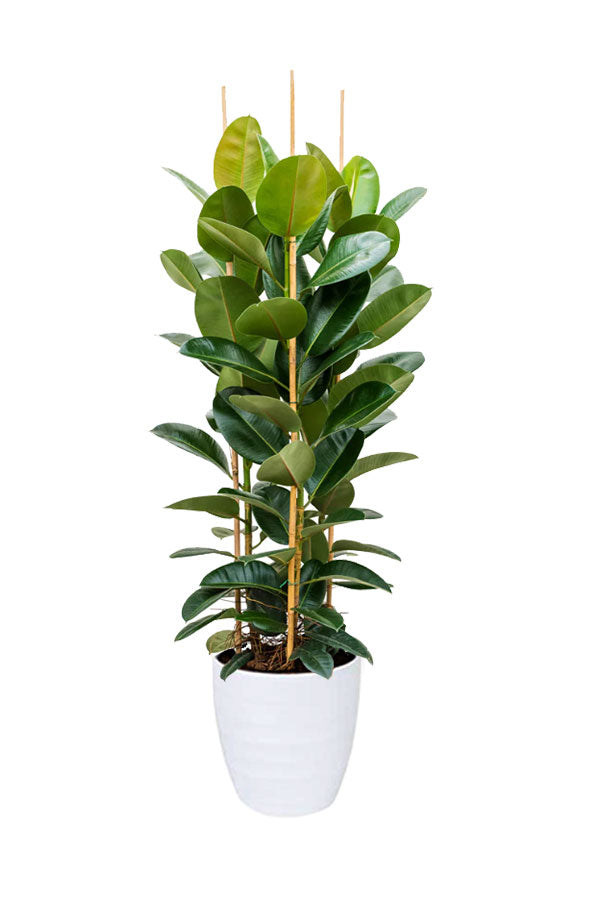 Toxic-Free Bedroom Plant Pack